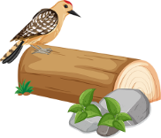 Bird on log
